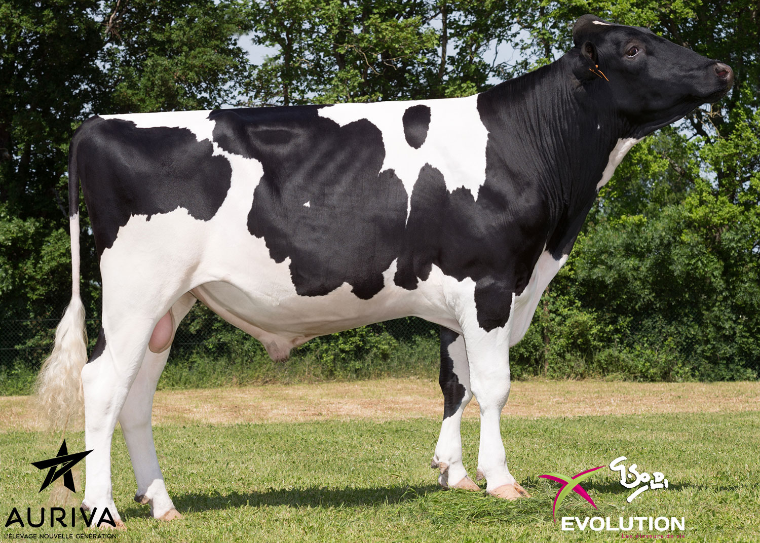 IAPYX P - Prim'Holstein